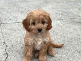 Maltipo Cinsi Yavrular Kahve Tonlu Mini Boy Puppy 