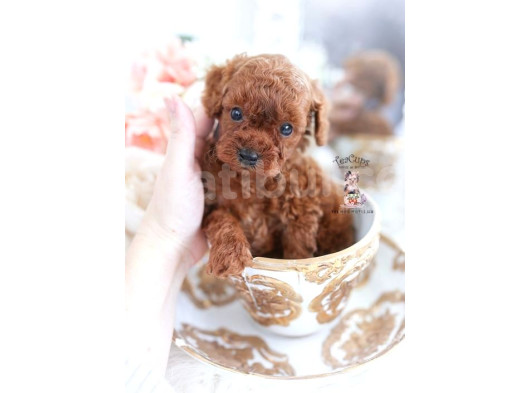 Tooy Poodle Cinsi Kıpkırmızı Red Mini Boy  görsel