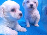 Istanbul Köpek Çiftliği Maltese Terier Yavrular