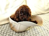 Toy Poodle Kore Yavrular
