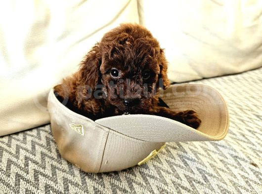 Toy Poodle Kore Yavrular görsel