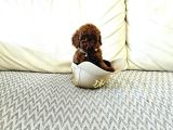 Toy Poodle Kore Yavrular