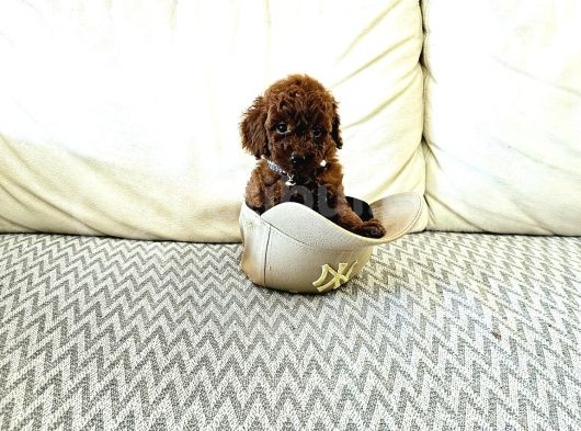 Toy Poodle Kore Yavrular