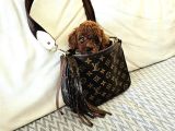 Toy Poodle Kore Yavrular