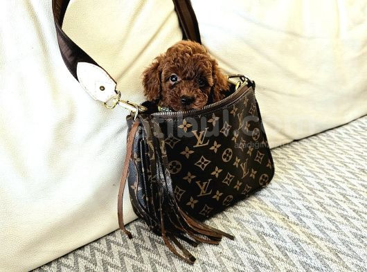 Toy Poodle Kore Yavrular görsel