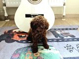 Toy Poodle Kore Yavrular