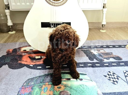 Toy Poodle Kore Yavrular görsel