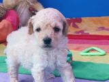 Super Kali̇te Mi̇ni̇ Boy Toy Poodle Yavrular