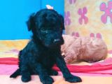 Super Kali̇te Mi̇ni̇ Boy Toy Poodle Yavrular