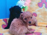 SUPER KALİTE MİNİ BOY TOY POODLE YAVRULAR