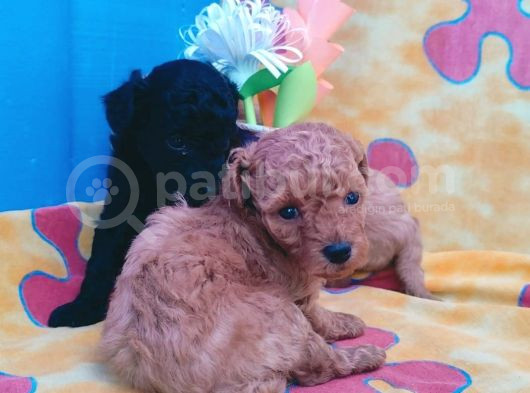 Super Kali̇te Mi̇ni̇ Boy Toy Poodle Yavrular