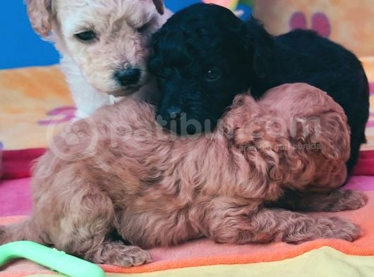 Super Kali̇te Mi̇ni̇ Boy Toy Poodle Yavrular görsel