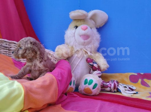 Super Kali̇te Mi̇ni̇ Boy Toy Poodle Yavrular görsel