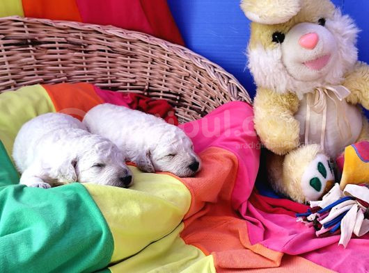 Dev Standart İri̇ Boy Poodle Yavrular Cok Uygun Fi̇yata görsel