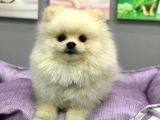1 Yaşında Muhteşem Teacup Pomeranian Boo