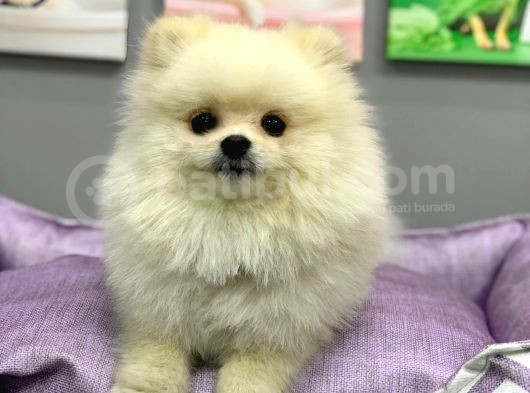 1 Yaşında Muhteşem Teacup Pomeranian Boo görsel