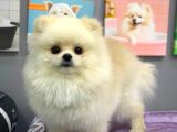 1 Yaşında Muhteşem Teacup Pomeranian Boo