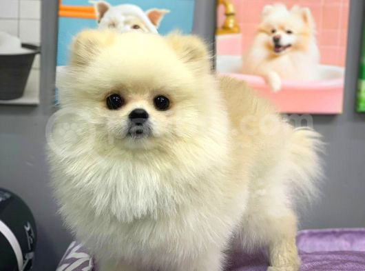 1 Yaşında Muhteşem Teacup Pomeranian Boo