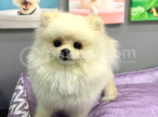 1 Yaşında Muhteşem Teacup Pomeranian Boo görsel