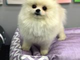 1 Yaşında Muhteşem Teacup Pomeranian Boo