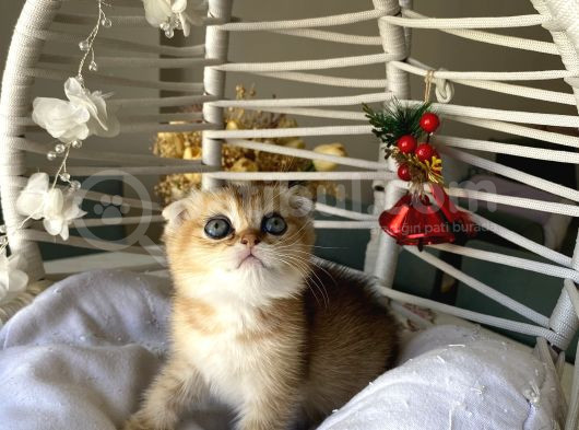 Golden Sağlıklı Oyuncu görsel