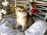 Golden Sağlıklı Oyuncu