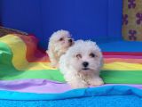 Istanbul Köpek Çiftliği Maltese Terier Yavrular