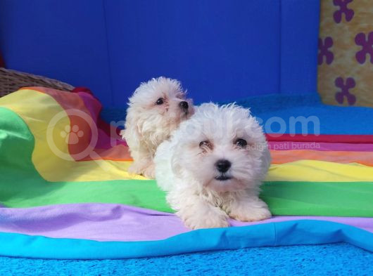 Istanbul Köpek Çiftliği Maltese Terier Yavrular görsel