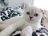 Scottish Fold dişi