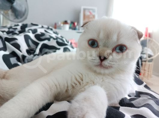 Scottish Fold Dişi