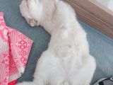 Scottish Fold Dişi