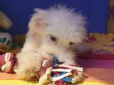 Istanbul Köpek Çiftliği Maltese Terier Yavrular