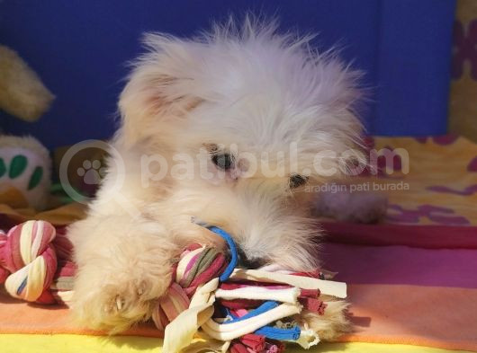 Istanbul Köpek Çiftliği Maltese Terier Yavrular görsel