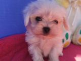 Istanbul Köpek Çiftliği Maltese Terier Yavrular