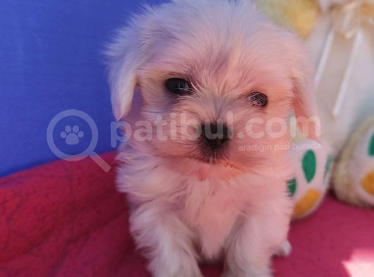 Istanbul Köpek Çiftliği Maltese Terier Yavrular görsel