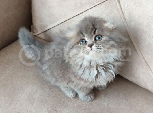 Kaçirilmi̇cak Bi̇r Longhai̇r Çok Nadi̇r Denk Geli̇r görsel