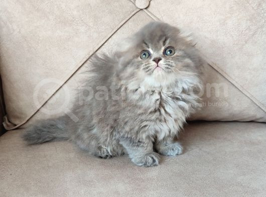 Kaçirilmi̇cak Bi̇r Longhai̇r Çok Nadi̇r Denk Geli̇r görsel