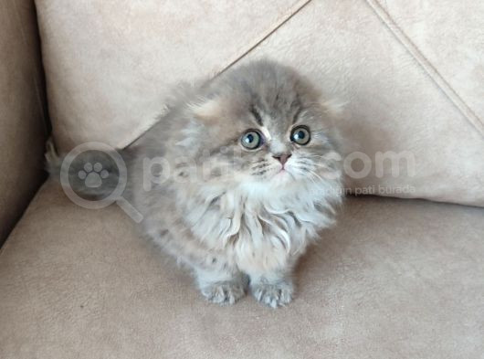 Kaçirilmi̇cak Bi̇r Longhai̇r Çok Nadi̇r Denk Geli̇r görsel