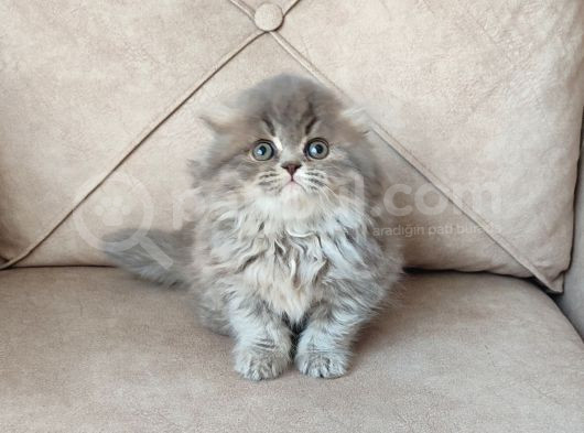Kaçirilmi̇cak Bi̇r Longhai̇r Çok Nadi̇r Denk Geli̇r görsel