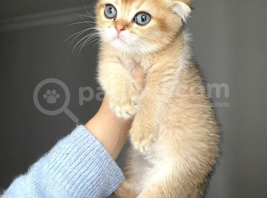 Golden Sağlıklı Oyuncu görsel