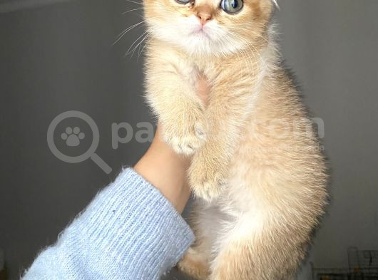 Golden Sağlıklı Oyuncu