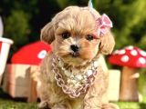 Mini boy  maltipoo yavru 