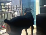 Doberman