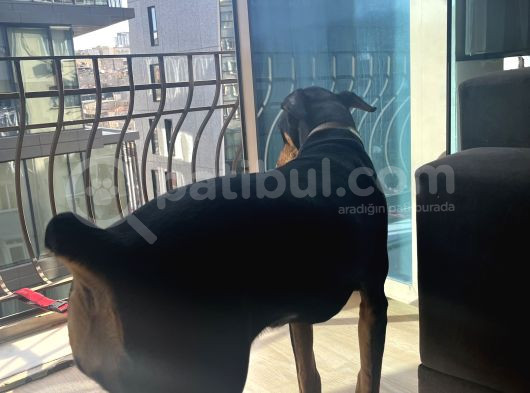 Doberman