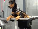 Doberman