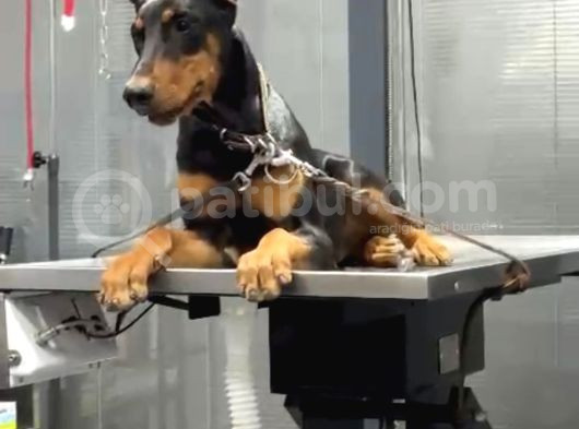 Doberman görsel