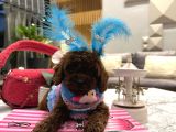 Gece Kadar Dark Prenses Bunny