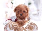 Tooy poodle cinsi kıpkırmızı Red mini Boy 