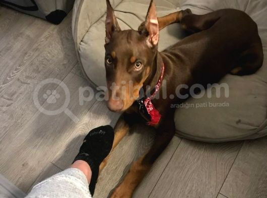 Biblo Gibi Kızıl Doberman Estetikli Yavrular görsel