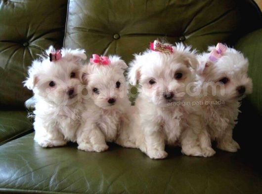 Maltesse Terrier Cinsi Mini Boy Puppy Kar Beyaz  görsel